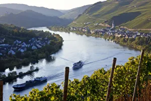 View over vineyards & Mosel River towards Kaimt Mosel Village, Mosel Valley