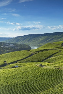 Mosel Weinstrasse Prints: View of vineyards and River Moselle, Bernkastel-Kues, Rhineland-Palatinate, Germany