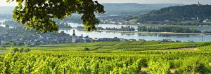 Romantic Rhine Prints: View over vineyards, Rudesheim, Rhineland-Palatinate, Germany