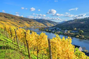 View at Zell, Mosel valley, Rhineland-Palatinate, Germany