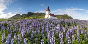Vik i Myrdal, Southern Iceland. Fields of lupins in bloom and the town church