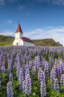 Images Dated 5th August 2016: Vik i Myrdal, Southern Iceland. Fields of lupins in bloom and the town church