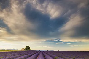 Images Dated 27th June 2016: Villa & Field of Lavender, Provence, France