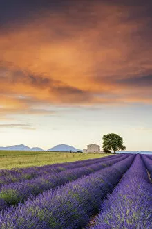 Purple Collection: Villa & Field of Lavender at Sunrise, Provence, France