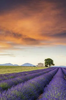 Images Dated 27th June 2016: Villa & Field of Lavender at Sunrise, Provence, France