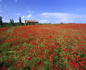 Expanse Prints: Villa in Field of Poppies, Tuscany, Italy