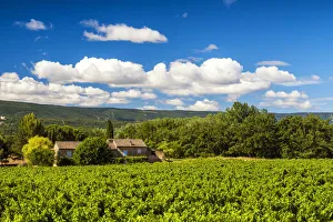 Grapevine Prints: Villa in Vineyard, Provence, France