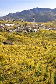 Treviso Prints: the village of Guia surrounded by the yellow vineyards in autumn, as seen from