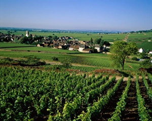 Village & Vineyards