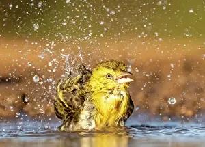 Bathing Prints: Village Weaver bathing, Zimanga Private Game Reserve, KwaZulu Natal, South Africa