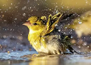 Bathing Prints: Village Weaver bathing, Zimanga Private Game Reserve, KwaZulu Natal, South Africa