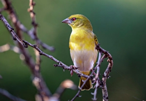 Natal Prints: Village weaver, Zimanga Private Game Reserve, Natal, South Africa