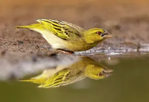 Village Weaver Prints: Village Weaver, Zimanga Private Game Reserve, KwaZulu Natal, South Africa