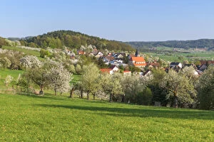 Images Dated 10th March 2021: Village Wiesenthau and orchard with blossoming cherry tree (Prunus avium)