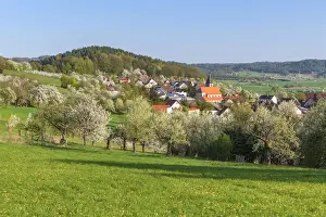 Blossoming Prints: Village Wiesenthau and orchard with blossoming cherry tree (Prunus avium)