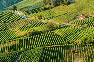 Vine Prints: Vine cultivation in the Langhe region, Piedmont, Italy