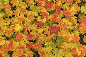 Vine Maples Leaves in Autumn, Willamette National Forest, Oregon, USA