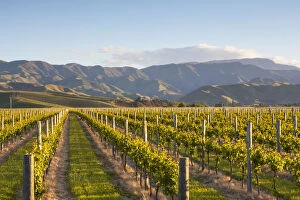 South Pacific Gallery: Vine rows and dramatic landscape illuminated at sunset, Blenheim, Marlborough, South