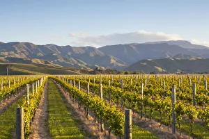 South Pacific Gallery: Vine rows and dramatic landscape illuminated at sunset, Blenheim, Marlborough, South