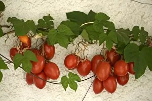 Harvest Gallery: Vine tomatoes, Mirtos, Crete, Greece, Europe