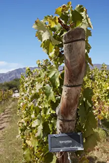 Grape Prints: Vine of Torrontes grape (Argentinian autochthonous variety