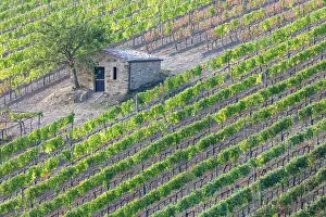 Stone Barn Prints: Vines and old stone barn, near Montalcino, Tuscany, Italy