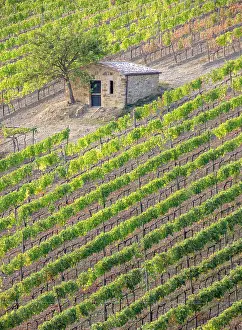 Stone Barn Prints: Vines and old stone barn, near Montalcino, Tuscany, Italy