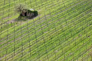 Stone Barn Prints: Vines and old stone barn, near Montalcino, Tuscany, Italy