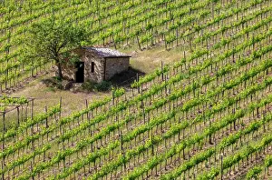 Stone Barn Prints: Vines and old stone barn, near Montalcino, Tuscany, Italy