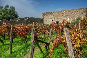 Vesuvius Prints: Vineyard, Archaeological area of Pompeii, Pompei, Campania, Italy