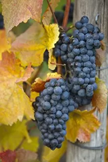 Images Dated 12th October 2008: Vineyard, Bacharach, Rhine Valley, Germany