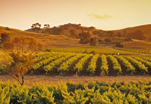 Vineyard, Barossa Valley