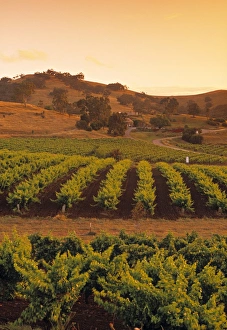 South Australia Prints: Vineyard, Barossa Valley