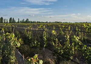 Vineyard of Bodega Viamonte, Lujan de Cuyo, Mendoza Province, Argentina Vineyard of Bodega Viamonte, Lujan de Cuyo, Mendoza Province, Argentina