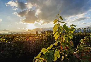 Lujan De Cuyo Prints: Vineyard of Bodega Viamonte, sunset, Lujan de Cuyo, Mendoza Province, Argentina