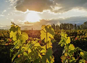 Images Dated 29th September 2017: Vineyard of Bodega Viamonte, sunset, Lujan de Cuyo, Mendoza Province, Argentina