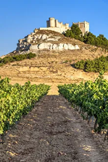 Vineyard with Castle of Penafiel in the background, Penafiel, Castile and Leon, Spain