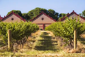 Vineyard at Chateau Tanunda, Tanunda, Barossa Valley, South Australia, Australia