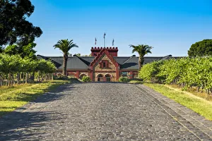 Vineyard at Chateau Tanunda, Tanunda, Barossa Valley, South Australia, Australia