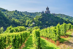 Burg Cochem Prints: Vineyard with Cochem castle, Cochem, Mosel valley, Rhineland-Palatinate, Germany
