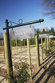 Vineyard at Delaire Wine Estate, Stellenbosch, Western Cape, South Africa