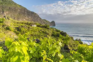 Farmhouse Prints: Vineyard and fruit plantations, with Clerigo Point in the background