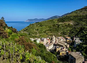 Vineyard in Manarola, Cinque Terre, UNESCO World Heritage Site, Liguria, Italy