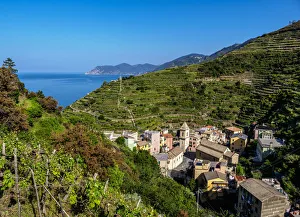 Ligurian Prints: Vineyard in Manarola, Cinque Terre, UNESCO World Heritage Site, Liguria, Italy