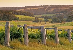 Western Australia Collection: Vineyard, Margaret River, Western Australia, Australia