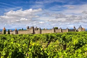 Images Dated 7th August 2014: Vineyard with the medieval fortified citadel behind, Carcassonne, Languedoc-Roussillon