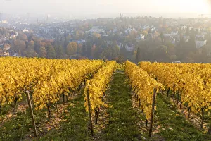 Wiesbaden Prints: Vineyard on the Neroberg in autumn, Wiesbaden, Hesse, Germany