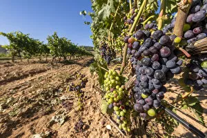 Vineyard, Penafiel, Castile and Leon, Spain