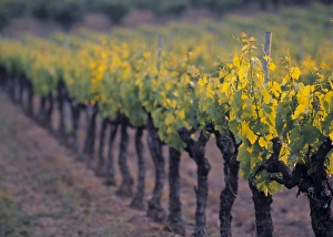 Vine Yard Prints: Vineyard, Provence