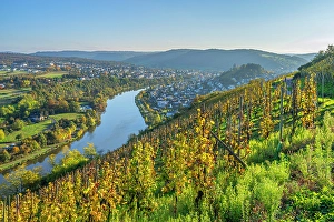 Saar Valley Prints: Vineyard with river Saar with Saarburg